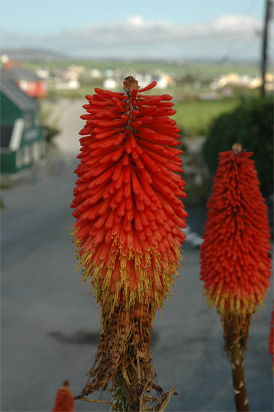 Doolin Flowers