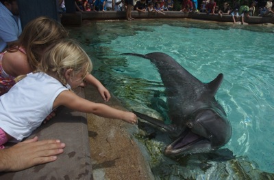 Feeding dolphins at Seaworld