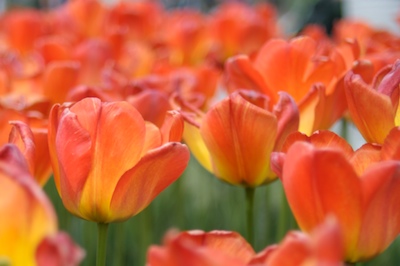 Orange Tulips