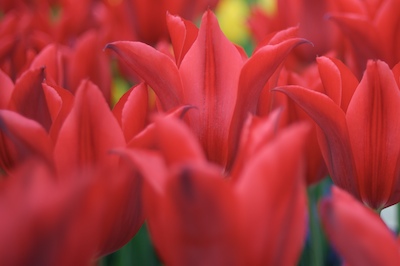 Red Tulips || Nikon D200 | Nikkor 35mm f/2D | 1/320s | f2 | ISO100