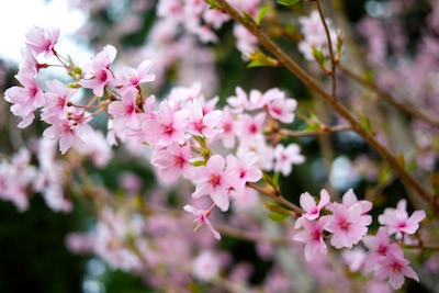 Cherry Blossoms